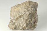 Polished Fossil Coral (Actinocyathus) Head - Morocco #202507-1